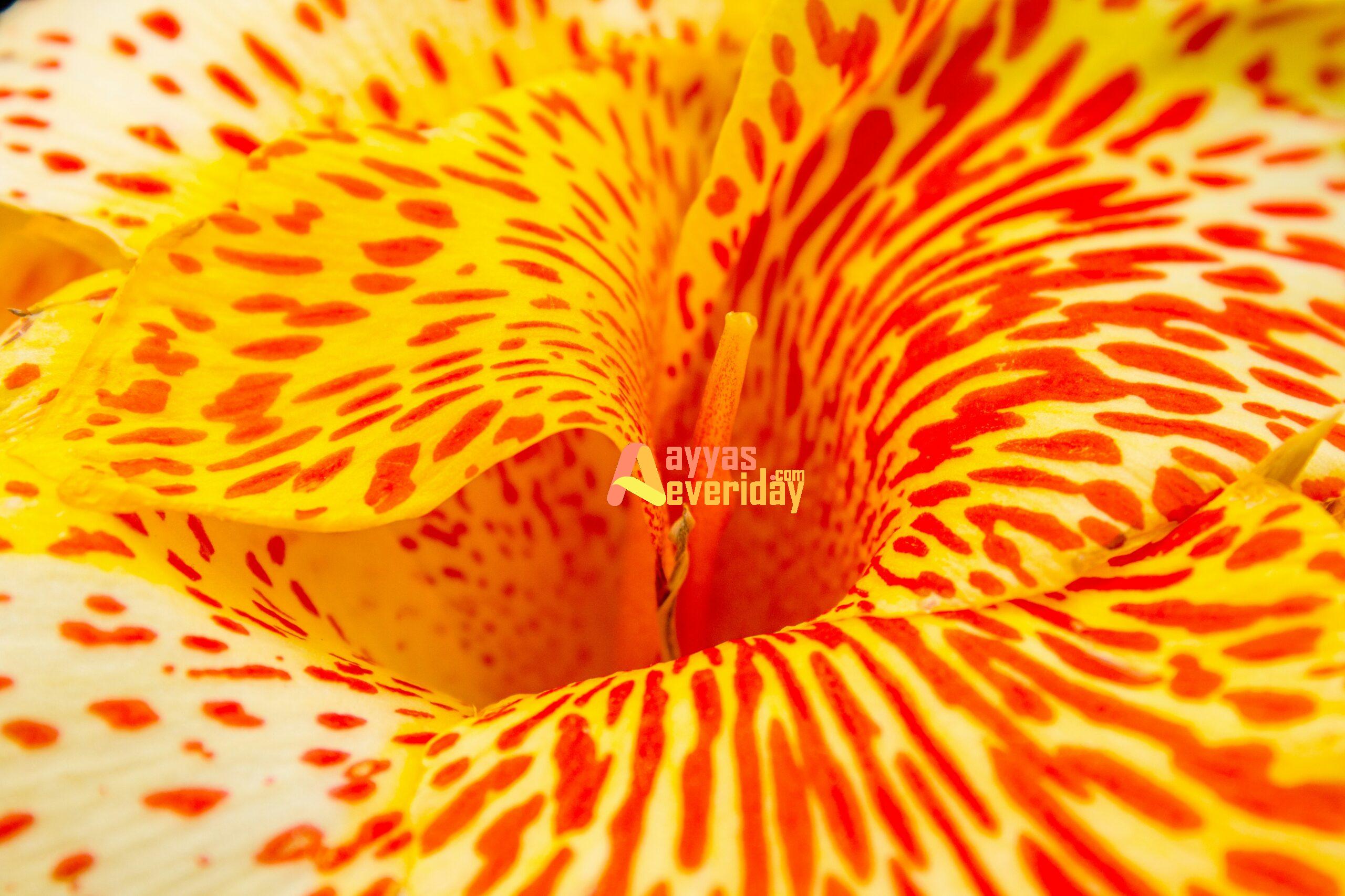 closeup photo of orange and yellow petaled flower