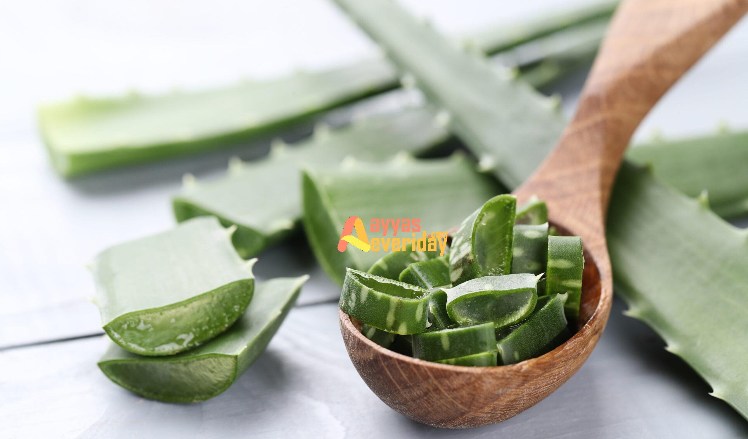 Khasiat Lidah Buaya sebagai Obat Herbal untuk Mengatasi Luka Bakar Ringan