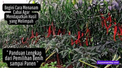 tips menanam cabai yang baik dan benar