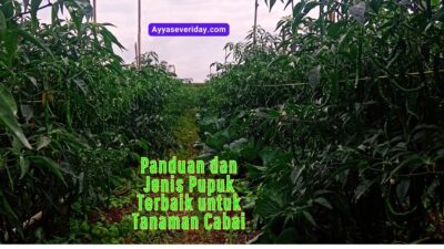 Panduan dan Jenis Pupuk Terbaik untuk Tanaman Cabai Dapat Tumbuh Dengan Baik dan Berbuah Banyak